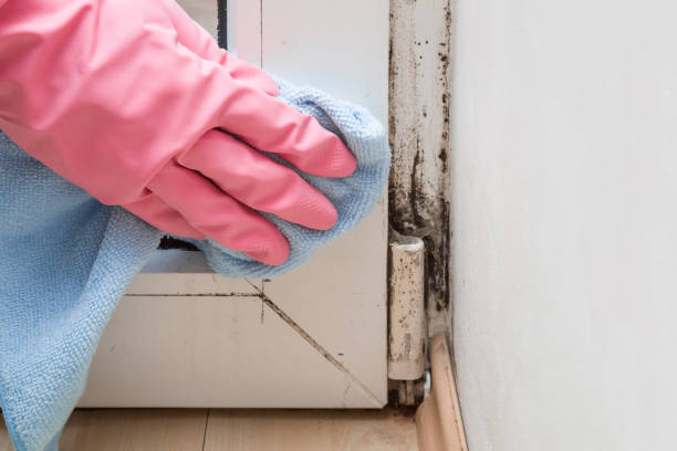 Mold Removal and Inspection in Golden Shores, AZ